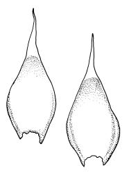 Hedwigia ciliata, leaves. Drawn from J. Child 5960, CHR 430718.
 Image: R.C. Wagstaff © Landcare Research 2014 